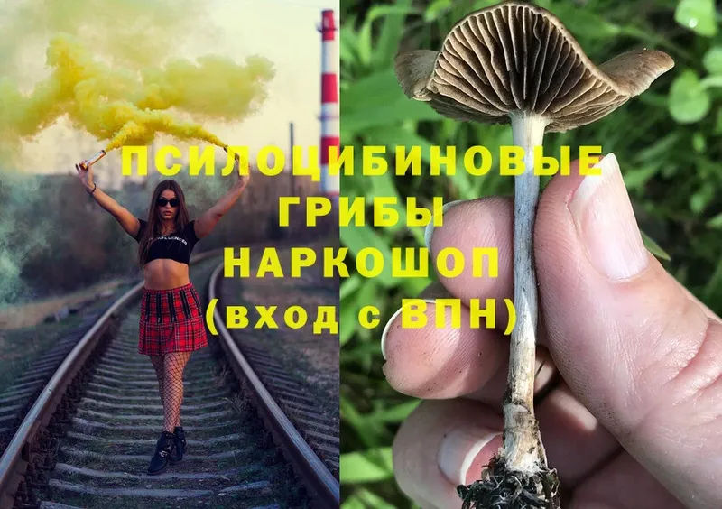 Псилоцибиновые грибы Magic Shrooms  Закаменск 